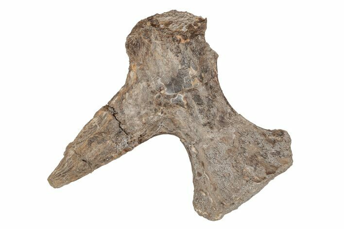 Cretaceous Fossil Turtle (Toxochelys) Hip Bone - Kansas #218737